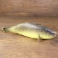 Preview: LARP PU-foam perch/fish "Batschen-Barsch"