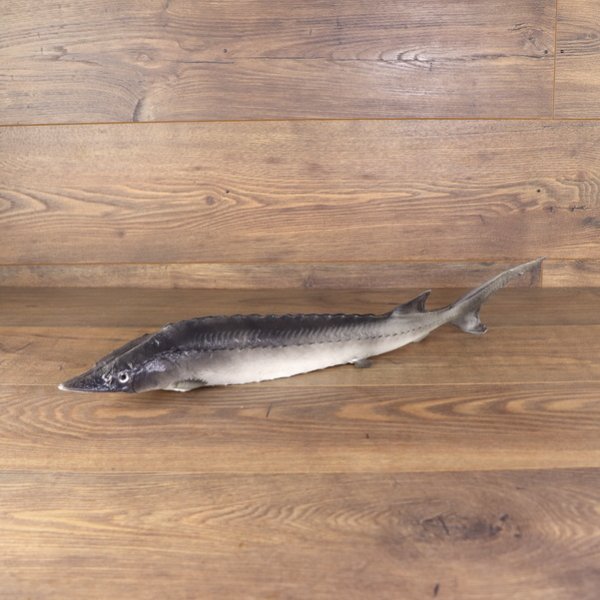Larp PU geschäumter Stör / Fisch