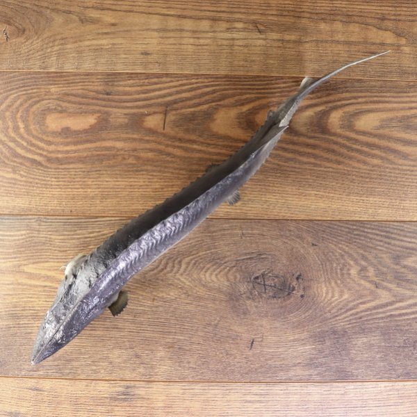 Larp PU geschäumter Stör / Fisch