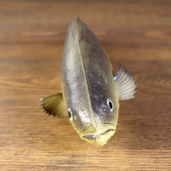 LARP PU-foam perch/fish "Batschen-Barsch"